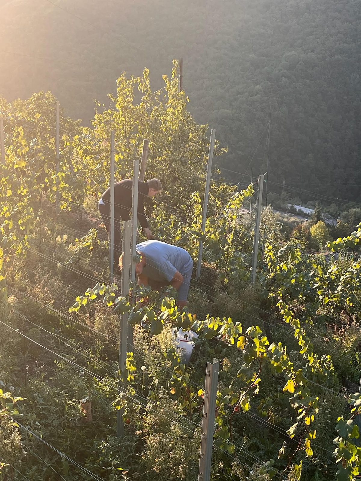 Spand med druer foran vinstokken